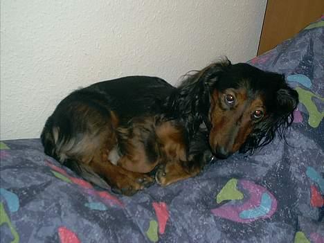 Gravhund Sikko (RIP) - Sikko tager en lur... billede 2