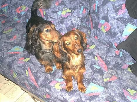 Gravhund Sikko (RIP) - Sikko og hans legekammerat Victor. billede 3