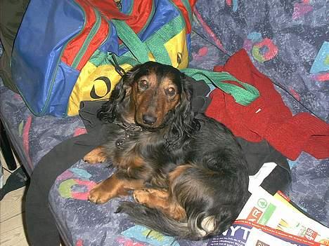 Gravhund Sikko (RIP) - Sikko da han ikke var så gammel. billede 4