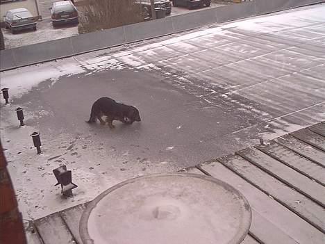 Gravhund Sikko (RIP) - Sikko på is. billede 5