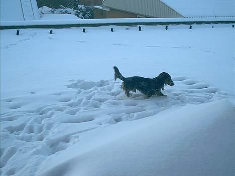 Gravhund Sikko (RIP) - Sikko som er lidt forsigtig i snevejret. billede 6