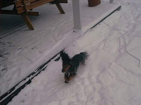 Gravhund Sikko (RIP) - Sikko som er blevet glad for snevejr. billede 7