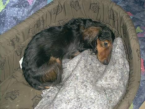 Gravhund Sikko (RIP) - sovetid! billede 8