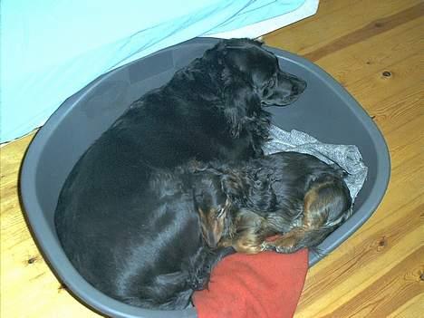 Gravhund Sikko (RIP) - Sikko putter med Sascha. billede 9