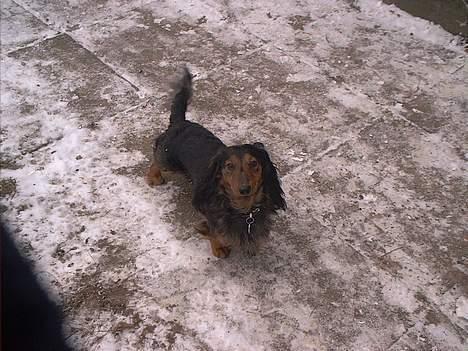 Gravhund Sikko (RIP) - Ta´ nu det billede, jeg kan ikke stå stille mere.... billede 10