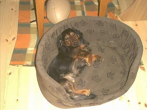 Gravhund Sikko (RIP) billede 11