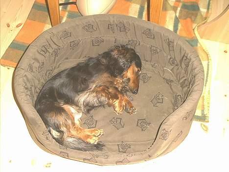 Gravhund Sikko (RIP) billede 12