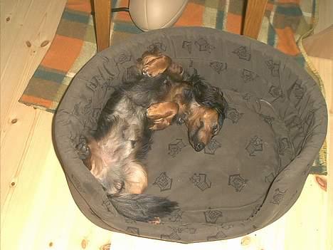 Gravhund Sikko (RIP) billede 13