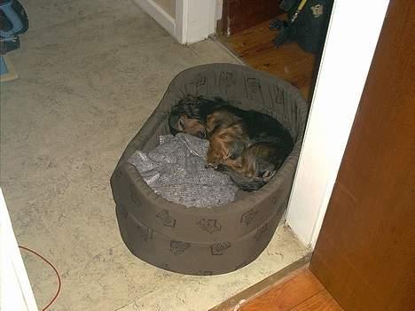 Gravhund Sikko (RIP) - Hvorfor have så stor en kurv? billede 14