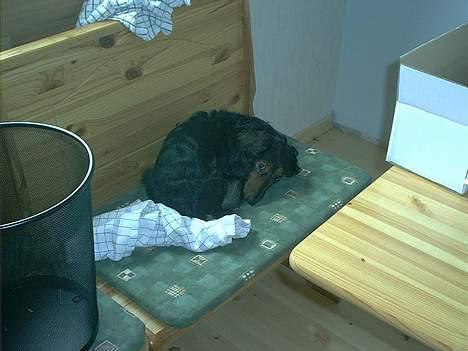 Gravhund Sikko (RIP) billede 15