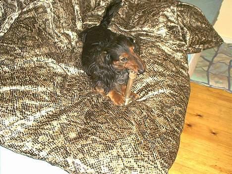 Gravhund Sikko (RIP) - Ai jeg er opdaget i sengen med mit kødben... billede 16