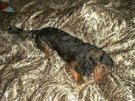 Gravhund Sikko (RIP) - Sengen er nu bedre end gulvet... billede 17
