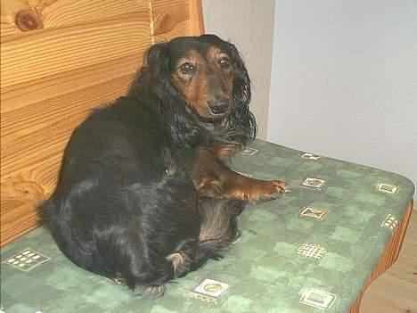 Gravhund Sikko (RIP) billede 18