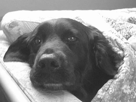 Labrador retriever Line - <3333<3333 billede 12