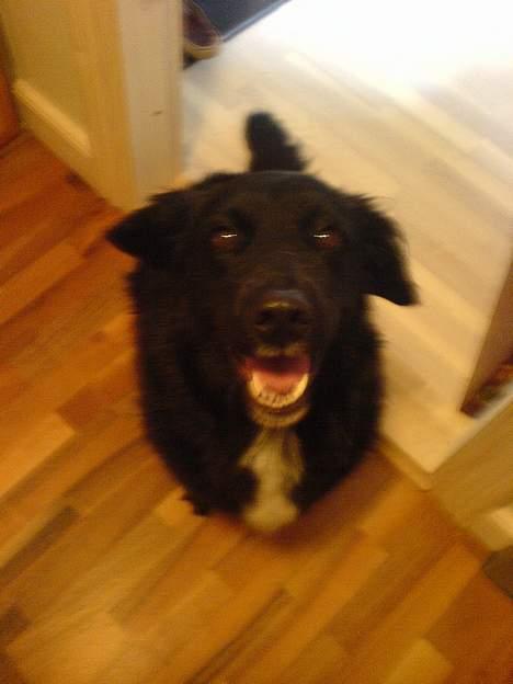 Labrador retriever Line - kom nu jeg ud og springe!i billede 13