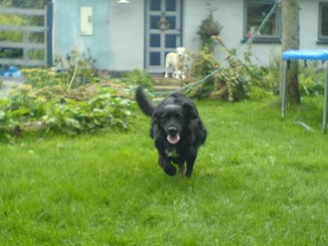 Labrador retriever Line - (mor/bella) og (datter/line) sammen billede 14