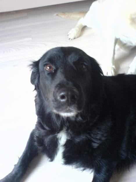 Labrador retriever Line - hvordan skal jeg smille<33XD billede 16