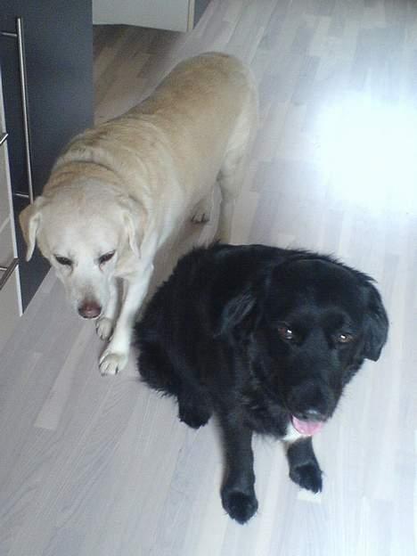 Labrador retriever Bella - mor og datter  billede 6