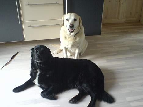 Labrador retriever Bella - mor og datter <33 billede 7