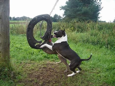 Amerikansk staffordshire terrier Buzz † 4. Oktober 2006  billede 17