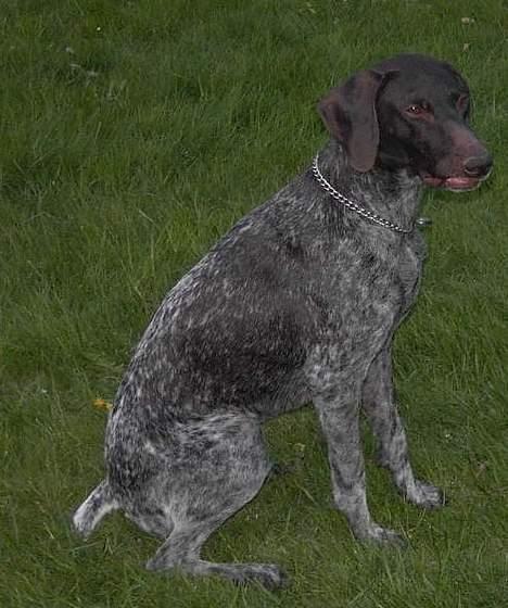 Korthåret hønsehund Debbie billede 13