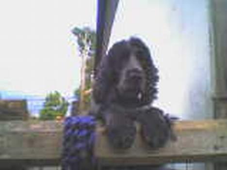 Cocker spaniel Rosa billede 6