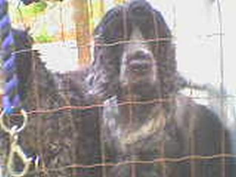 Cocker spaniel Rosa billede 7