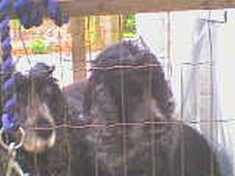 Cocker spaniel Rosa billede 8