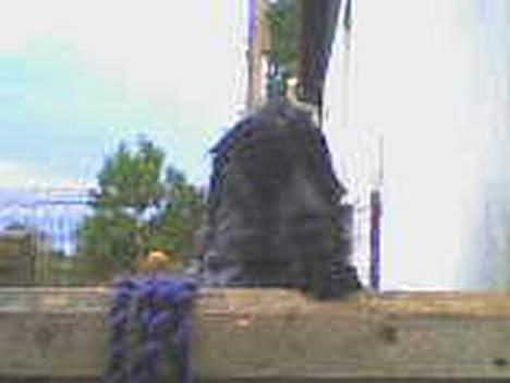 Cocker spaniel Rosa billede 9