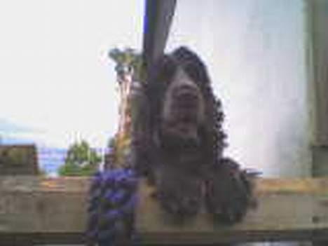 Cocker spaniel Rosa billede 10