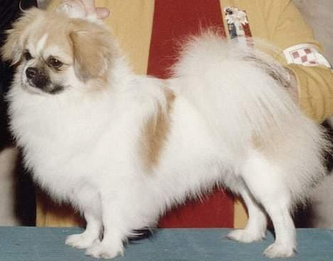 Tibetansk spaniel Follow Cespas Polly Pop - "Det er min flotte prægtige far" billede 11