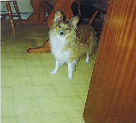 Blanding af racer Lassie billede 5