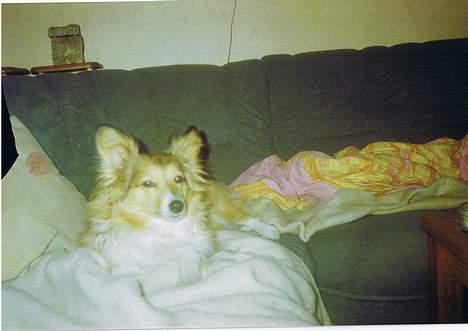 Blanding af racer Lassie billede 6