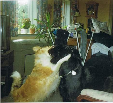 Blanding af racer Lassie - Mig der slåser med Nikita...  billede 7