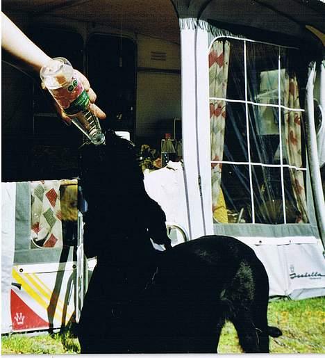 Riesenschnauzer Nikita - Det er dejligt at nogen gider at give mig noget at drikke billede 6