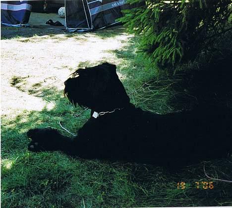 Riesenschnauzer Nikita - Her fra min udsigtspost kan jeg holde øje med alt:) billede 7