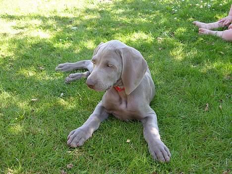 Weimaraner sønderskovens Diya - husk nu og stem på mig billede 1