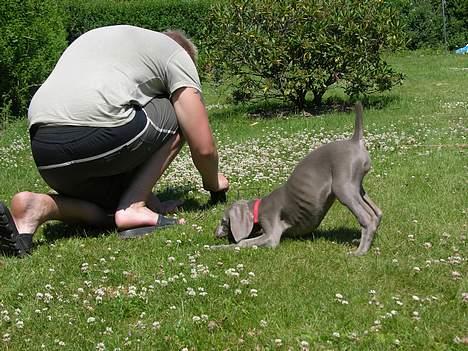 Weimaraner sønderskovens Diya - her hjælper jeg far med at arbejde, jeg skal jo være sikker på han gør det ordentlig. billede 2