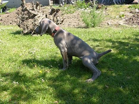 Weimaraner sønderskovens Diya - så er græsset vandet billede 3