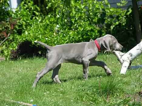 Weimaraner sønderskovens Diya - åhhh hvor er jeg bare nuser. billede 4