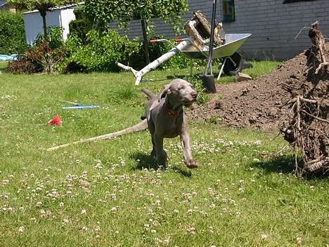 Weimaraner sønderskovens Diya - så er der ingen fugle i haven. (eller i fuglehuset) billede 5