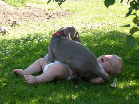 Weimaraner sønderskovens Diya - sådan skal det gøres. bare kom an hvis i tør. billede 6