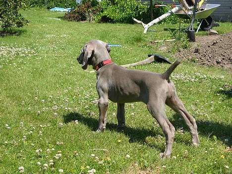 Weimaraner sønderskovens Diya - tæt på min første stand billede 7