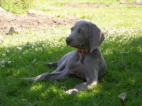 Weimaraner sønderskovens Diya - endnu et lille hvil i denne varme billede 8
