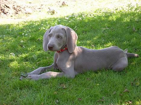 Weimaraner sønderskovens Diya - jaaaa ingen kan stå for lille mig billede 9