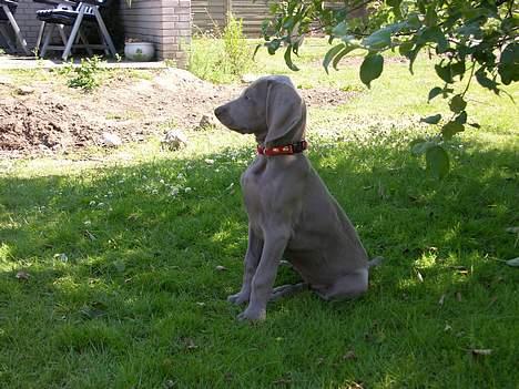 Weimaraner sønderskovens Diya - her har vi så guldklumpen freja som vi har kaldt hende billede 10
