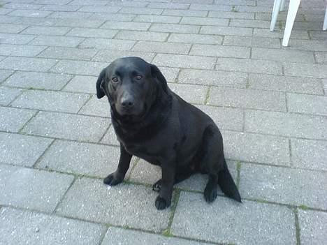 Labrador retriever Tulle (DØD) :-( billede 1