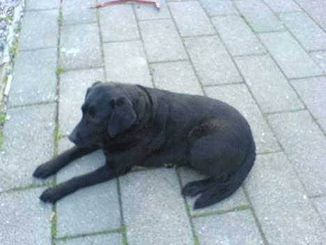 Labrador retriever Tulle (DØD) :-( billede 2