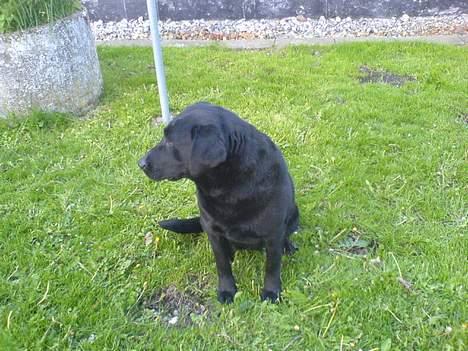 Labrador retriever Tulle (DØD) :-( billede 3