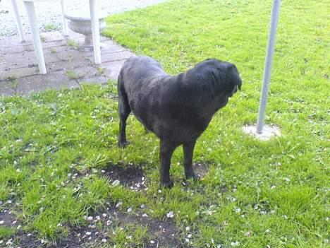 Labrador retriever Tulle (DØD) :-( billede 4